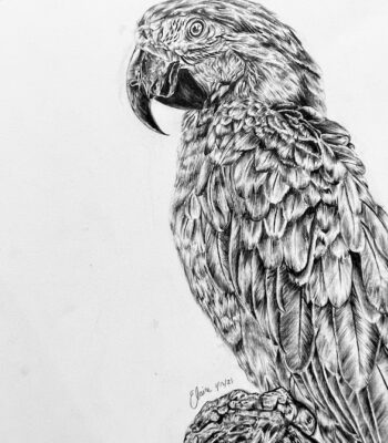 parrot-drawing-2021