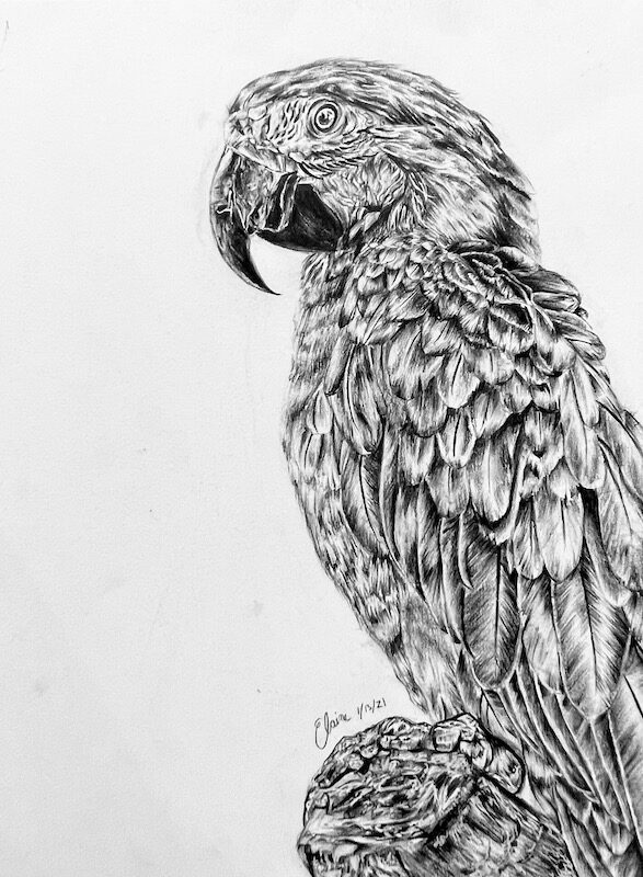 parrot-drawing-2021