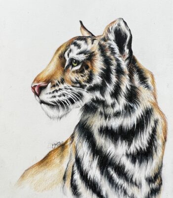 tiger-drawing-2021