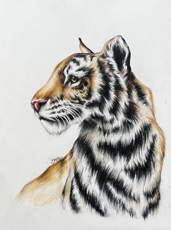 tiger-drawing-2021